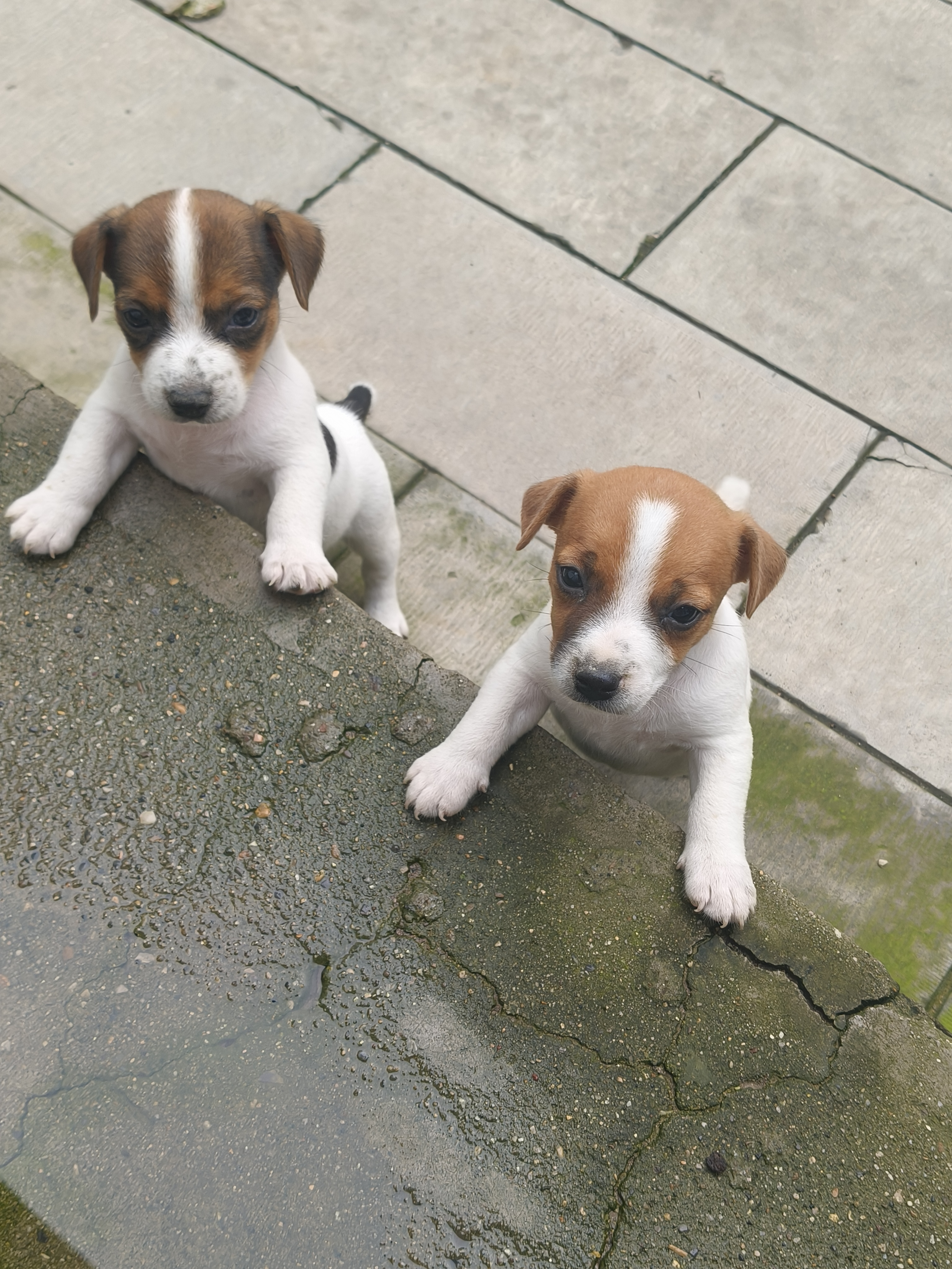 杰克罗素梗幼犬，喜欢的私聊价格不高